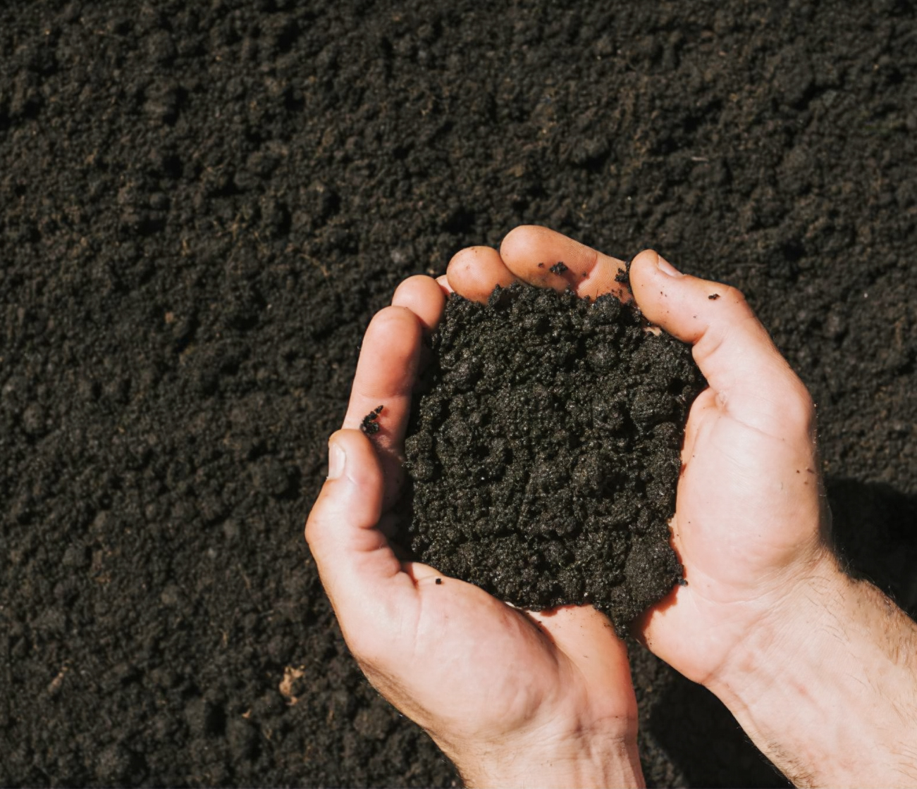 Biochar produced from dry feedstock