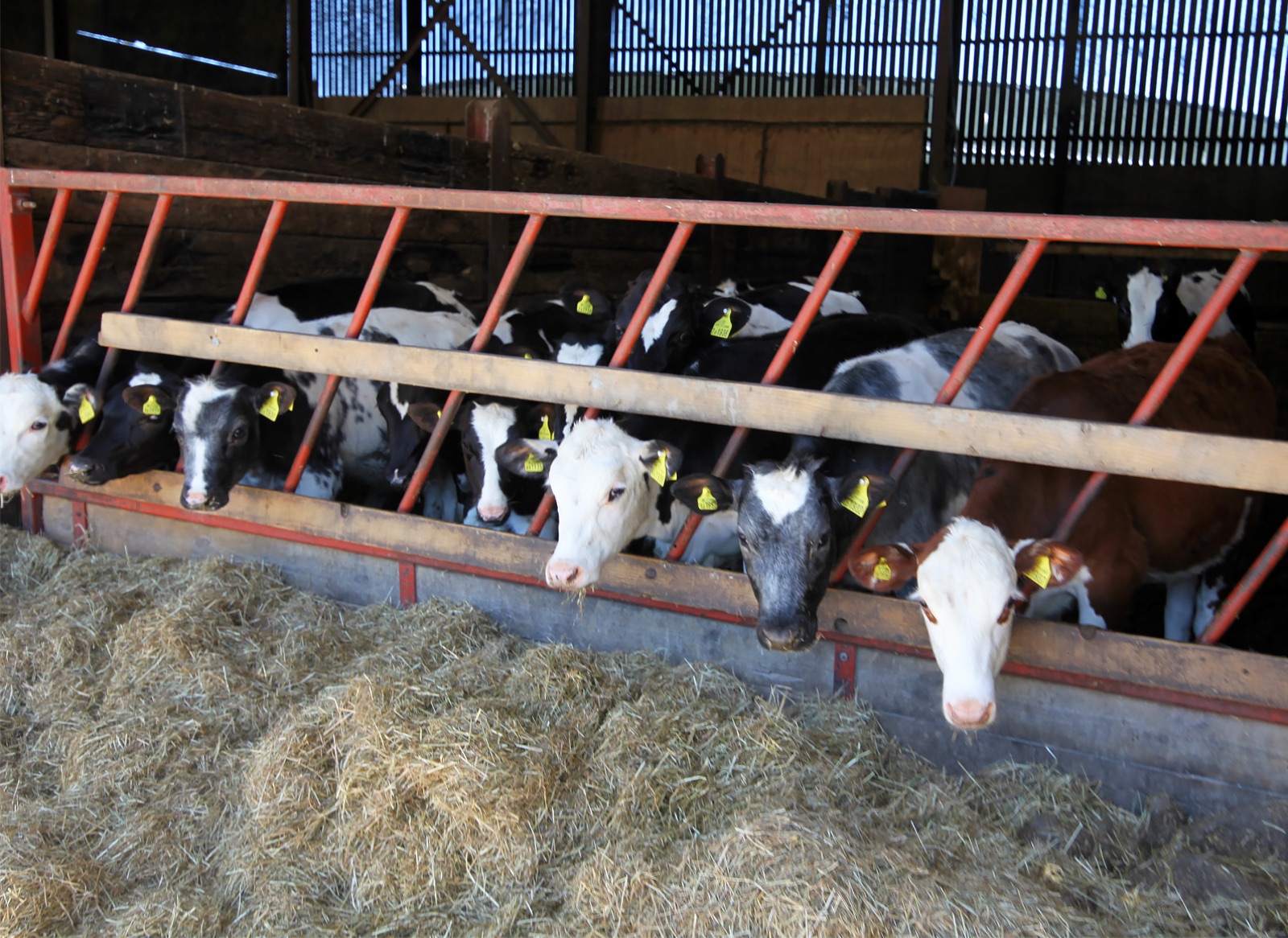 Dairy cows feeding on FlowDrya-dried forage at a feed bunk