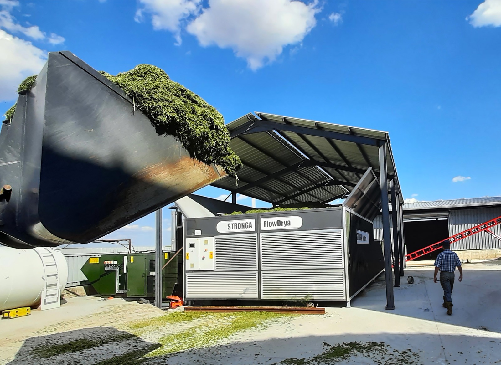 Freshly chopped lucerne being discharged into the STRONGA FlowDrya inlet hopper
