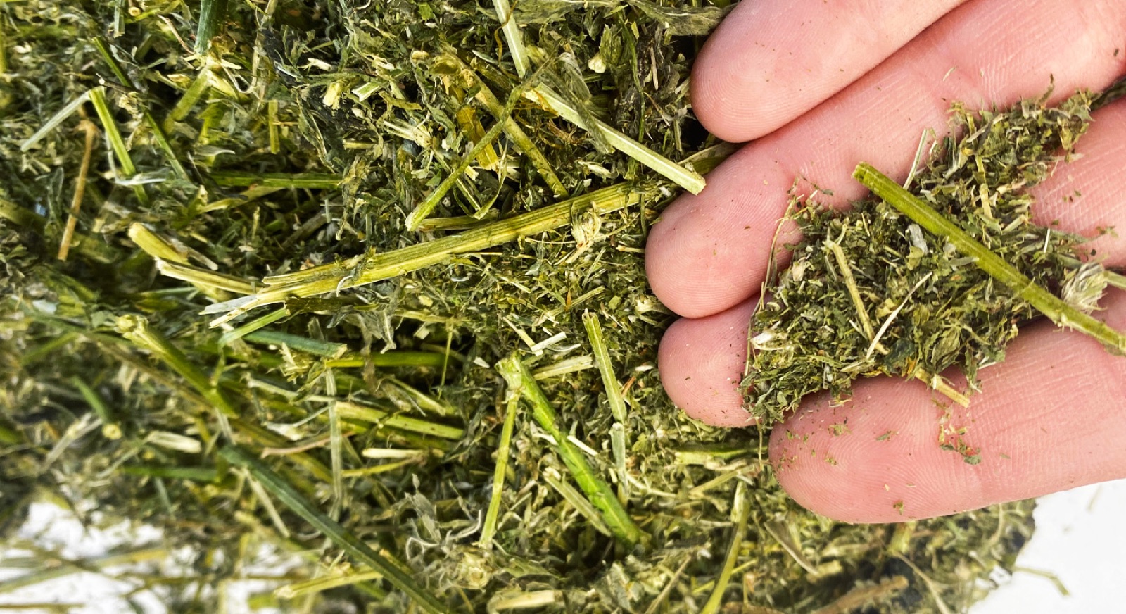 Drying Chopped Lucerne (Alfalfa) with FlowDrya