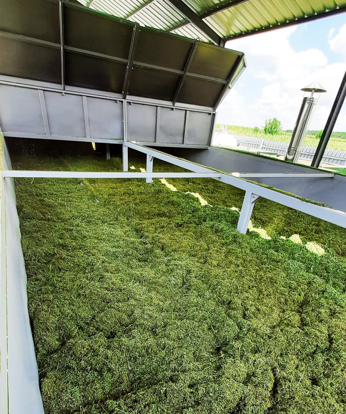 Lucerne being agitated on the FlowDrya PulseWave drying bed