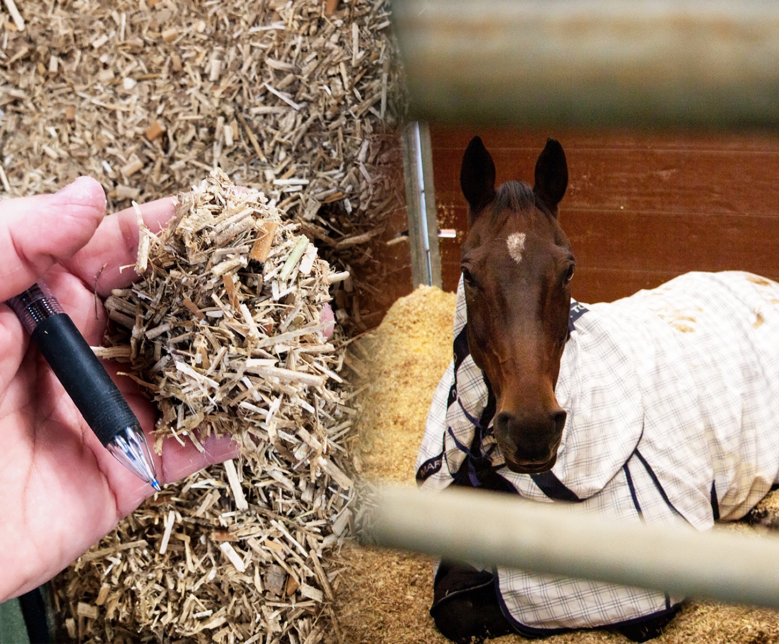 Dry chopped miscanthus shown alongside a horse using miscanthus equine bedding in a stable