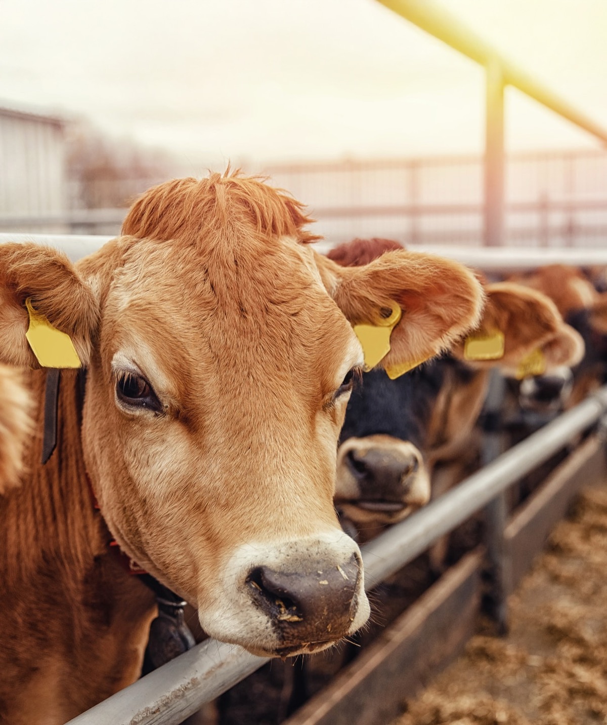 Cattle using dried digestate fibre as livestock bedding