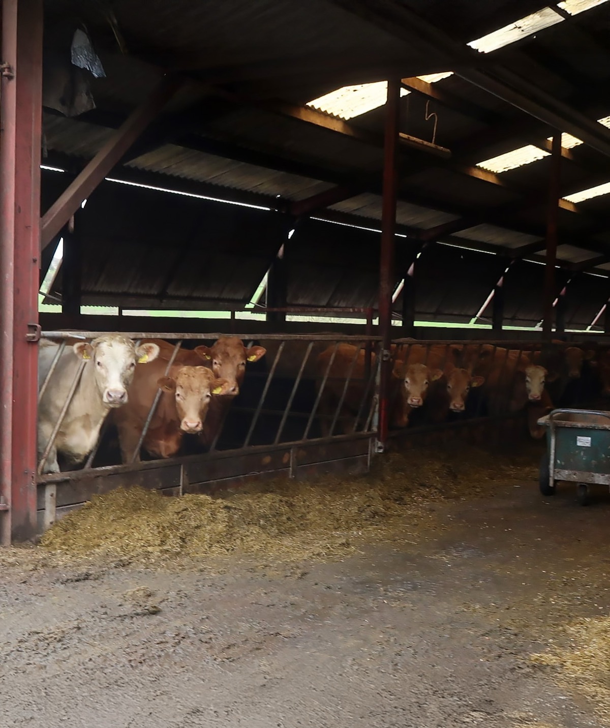 Cattle using dried digestate fibre as livestock bedding