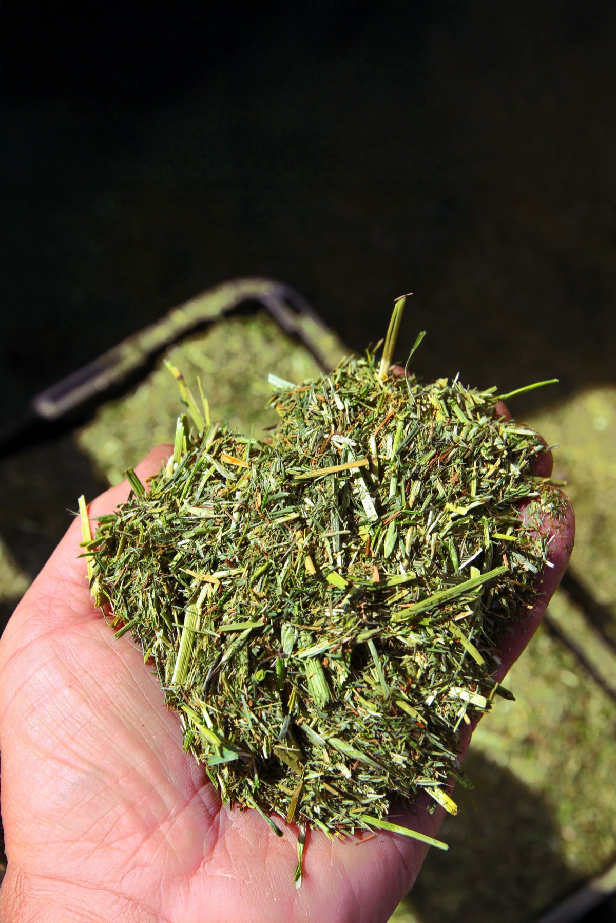 Drying Chopped Forage with FlowDrya