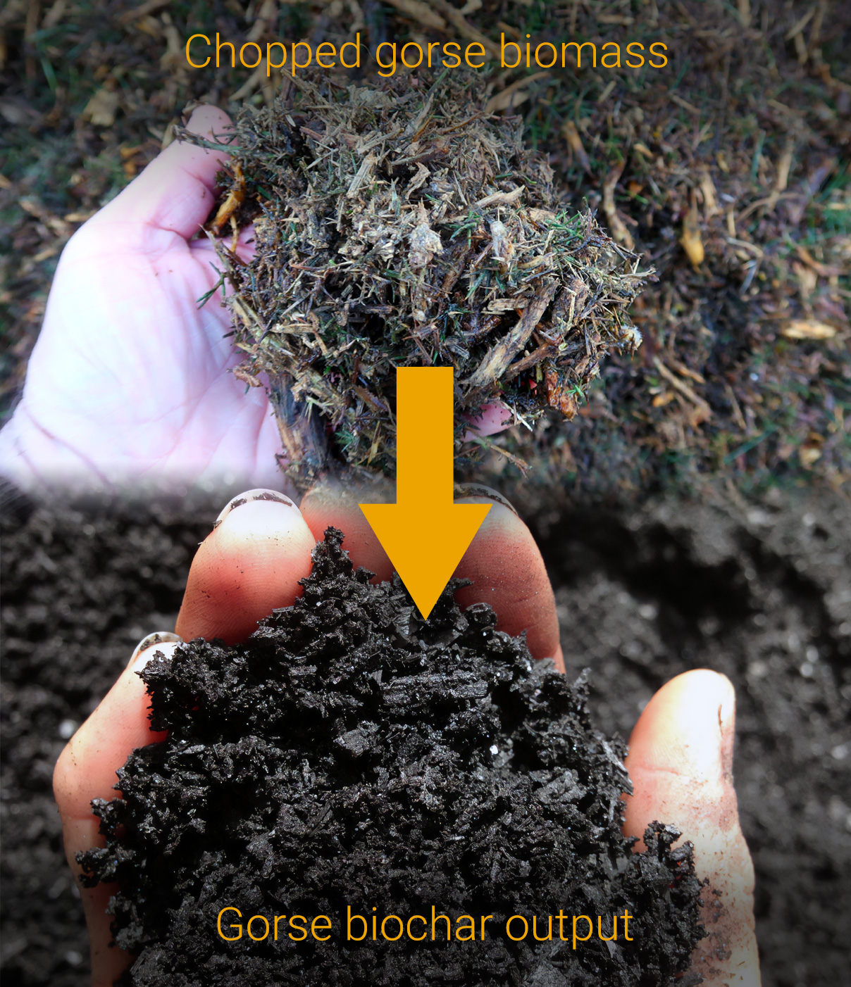 Gorse biomass to biochar conversion