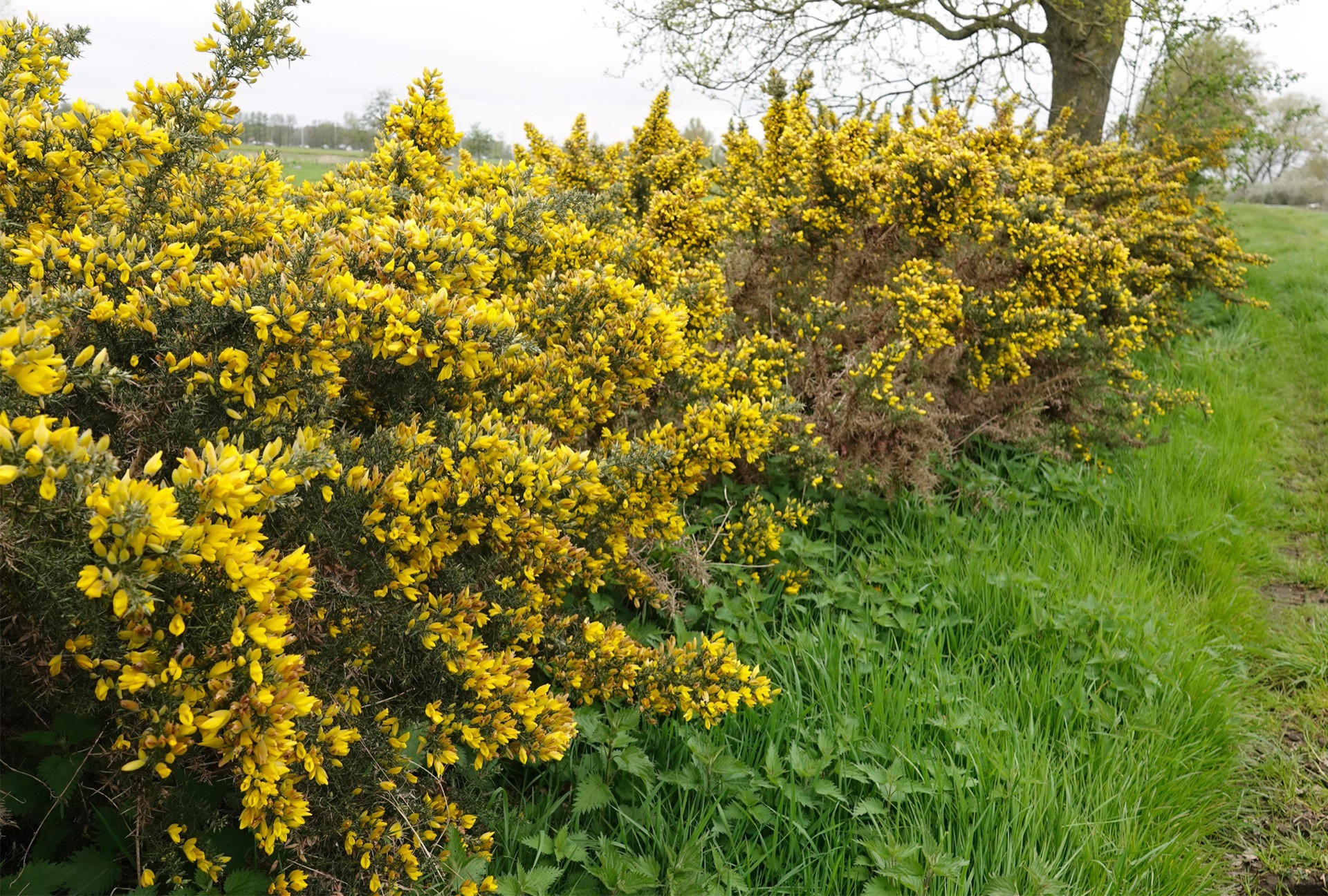 Common gorse plant (Ulex europaeus) with yellow flowers prior to harvesting