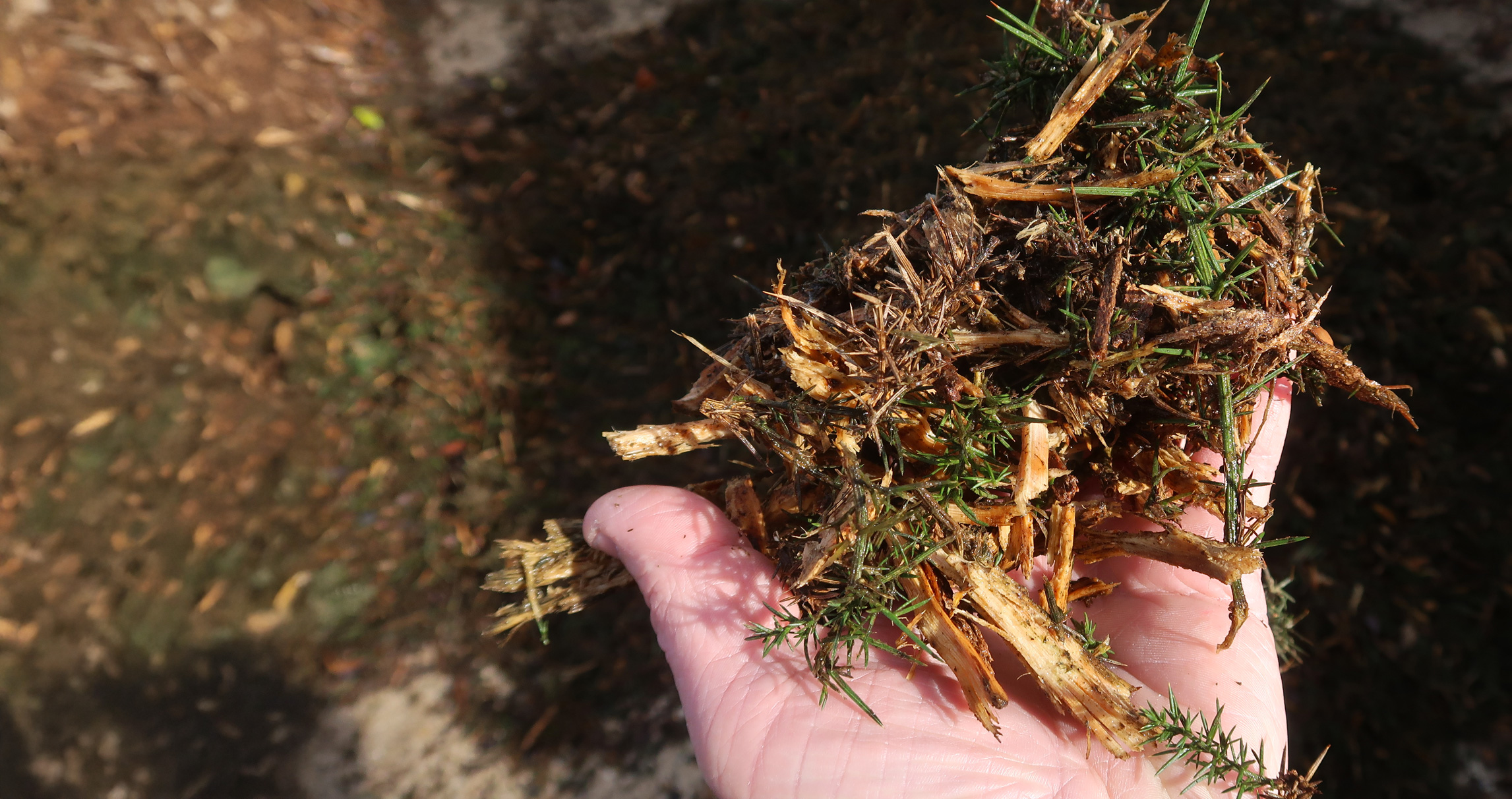 Drying Gorse Biomass with FlowDrya