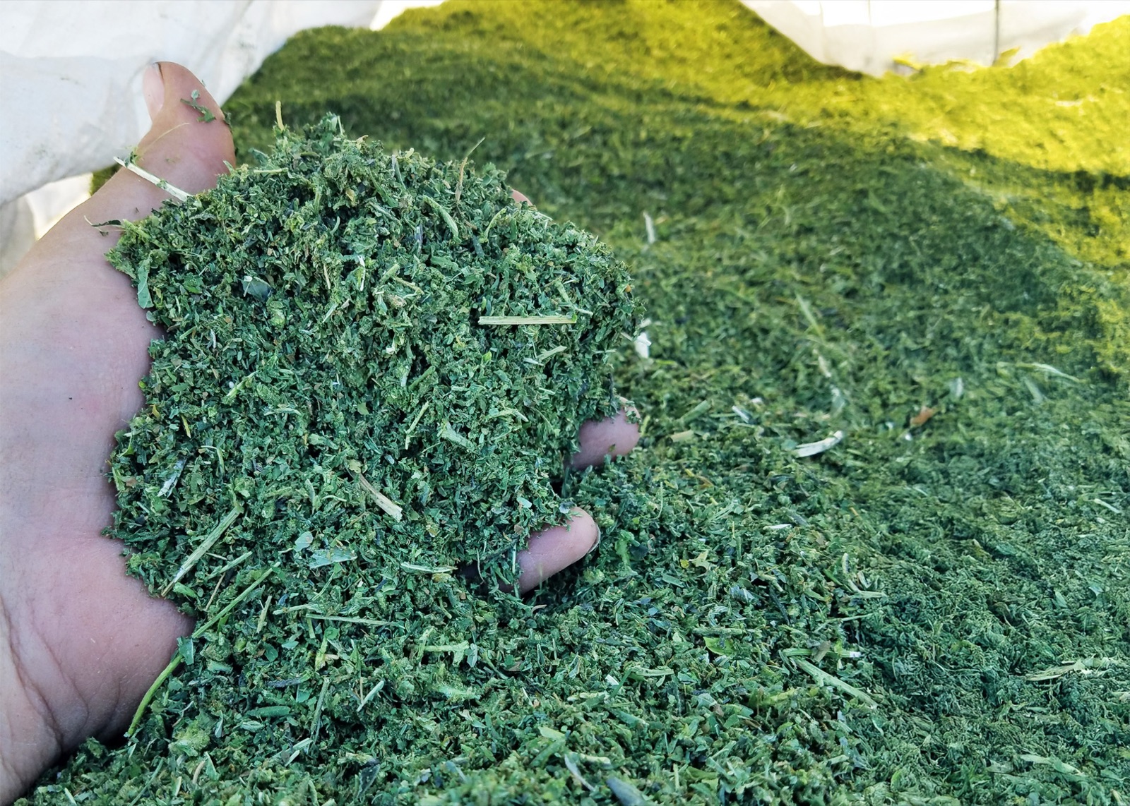 Hand holding dried, CBD-rich green chopped hemp processed by FlowDrya