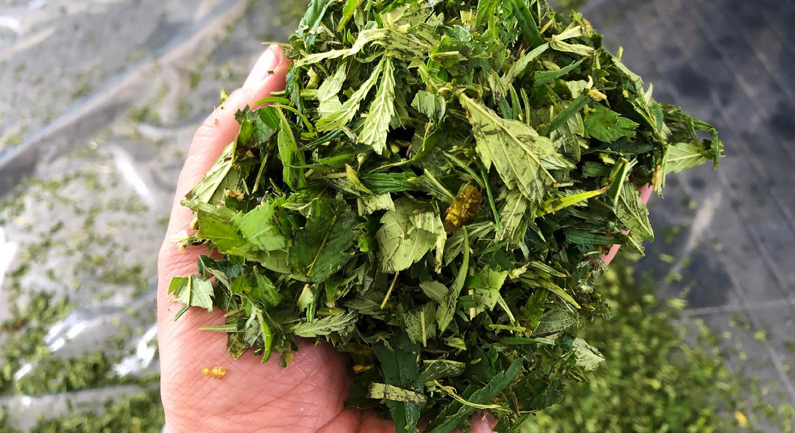 Drying Hemp with FlowDrya - freshly chopped industrial hemp