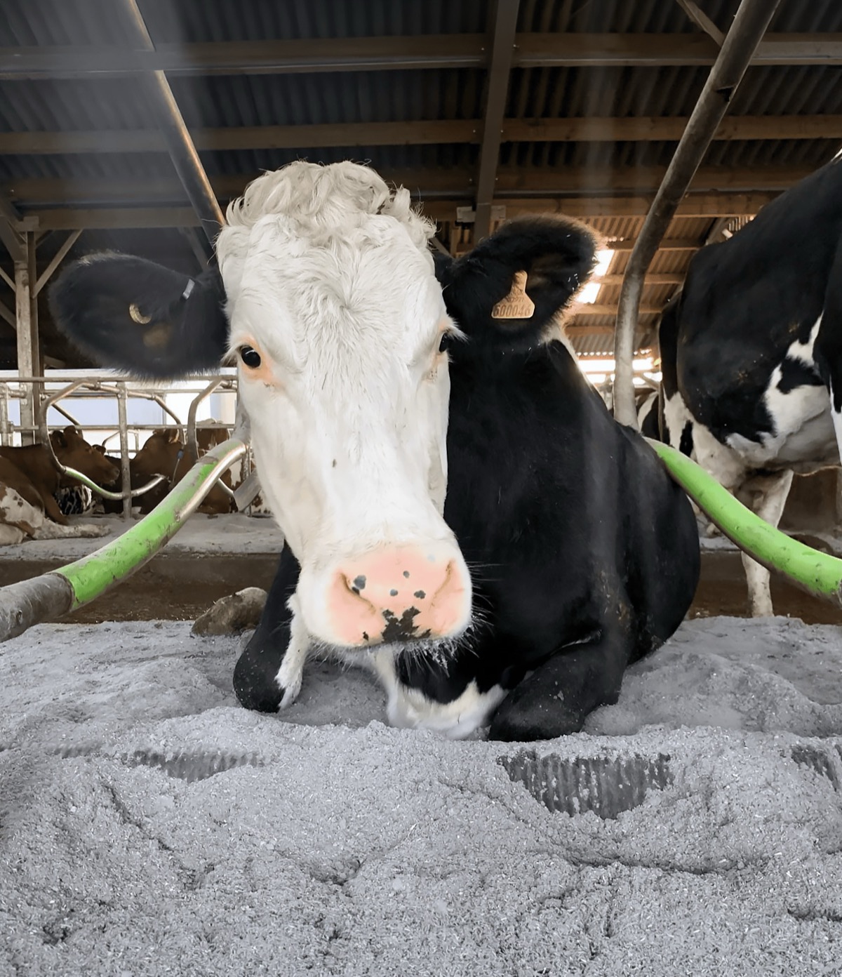 Dairy cow lying on dried paper crumb livestock bedding in cubicle