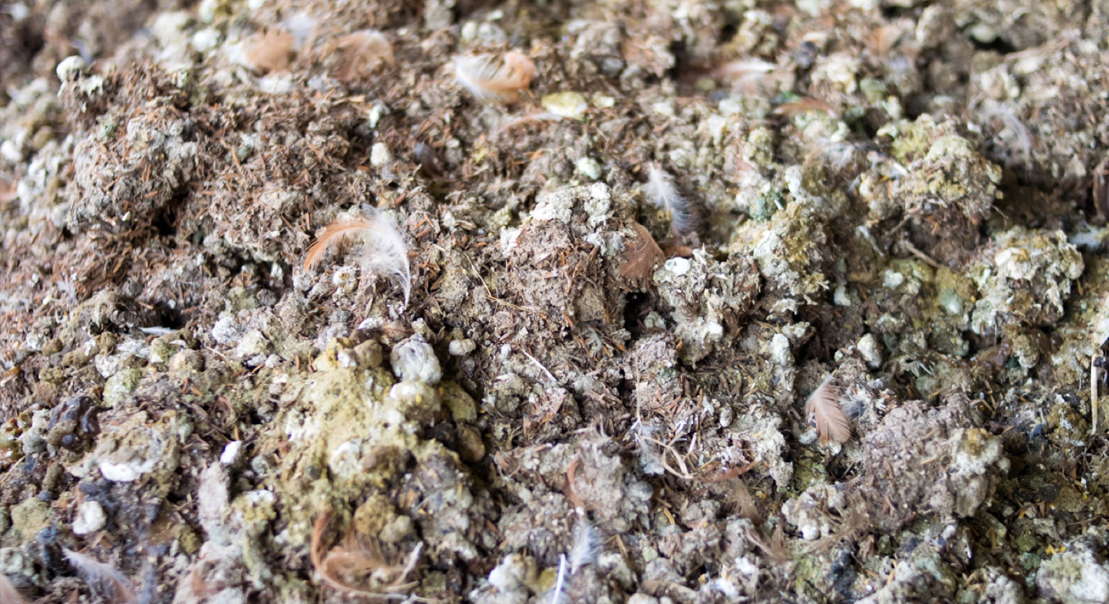Drying Poultry Manure with FlowDrya