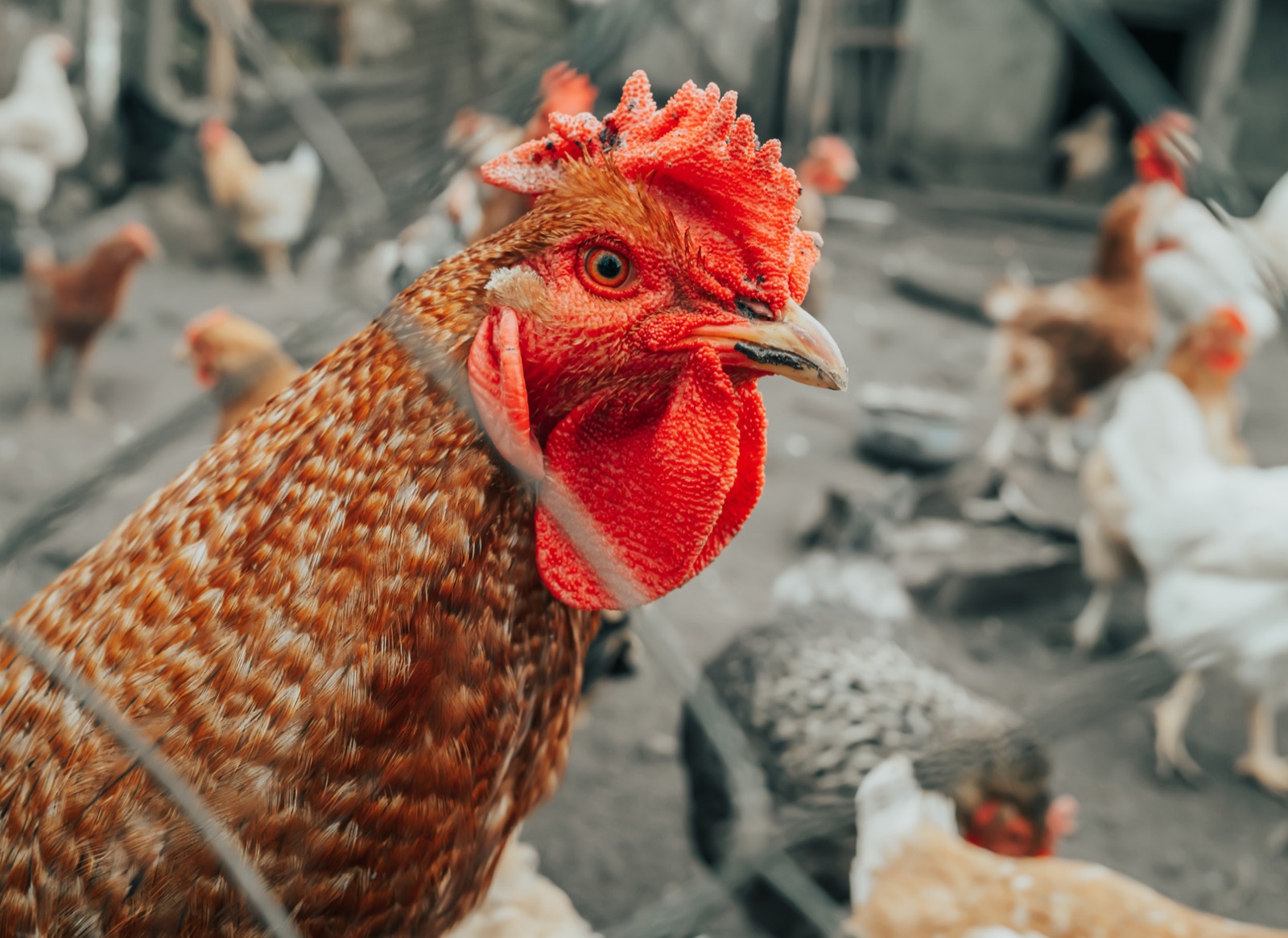 Poultry house rooster - warm poultry-house air used as a residual heat source for FlowDrya